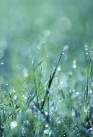 Raindrops on grass