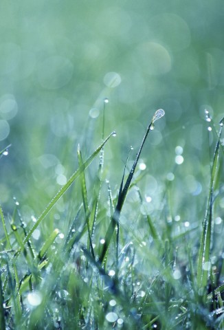 Raindrops on grass